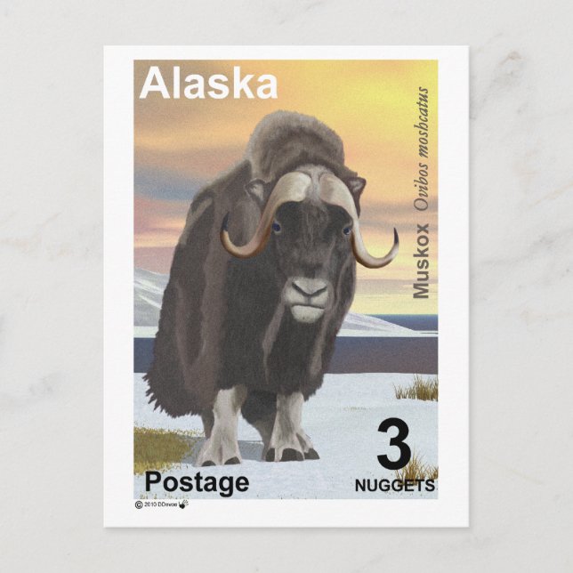 Muskox Postkarte (Vorderseite)