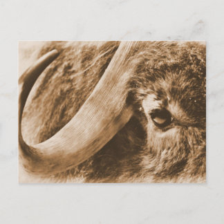 Muskox Postkarte