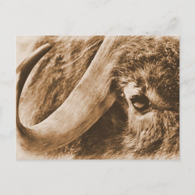 Muskox Postkarte (Vorderseite)
