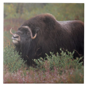 muskox Stier riecht die Luft in der Fall-Tundra, Fliese