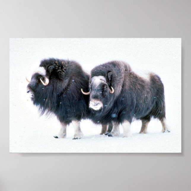 Muskoxen Poster (Vorne)