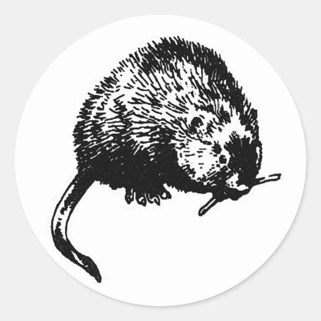 Muskrat (Abbildung) Runder Aufkleber (Vorderseite)