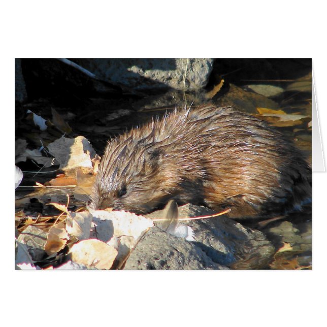 Muskrat auf dem Land (Vorderseite (Horizontal))