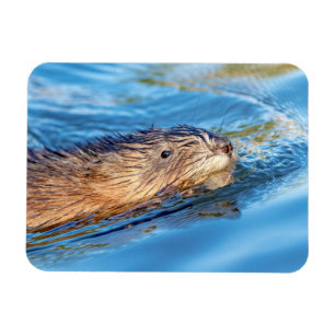 Muskrat in Vassar Farms Ökologische Reserve Magnet