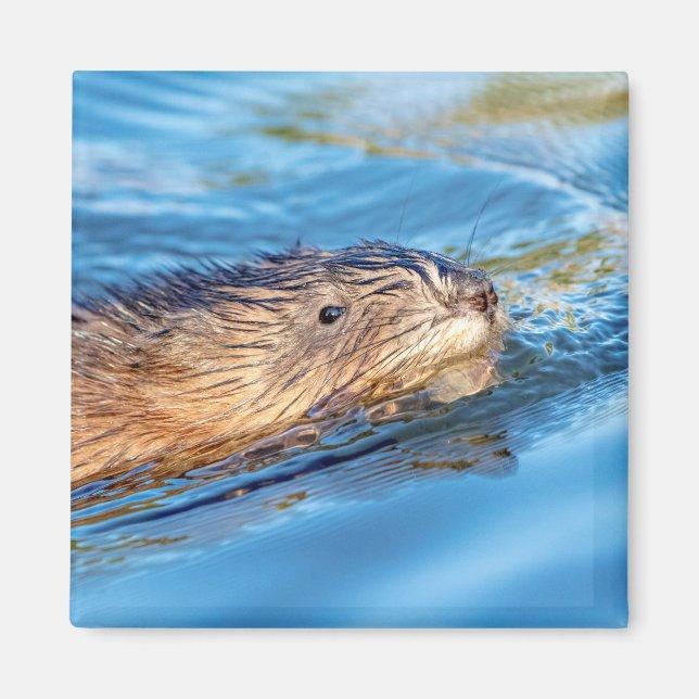 Muskrat in Vassar Farms Ökologische Reserve Magnet (Vorne)