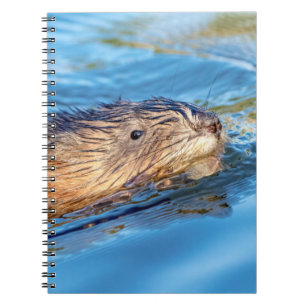 Muskrat in Vassar Farms Ökologische Reserve Notizblock