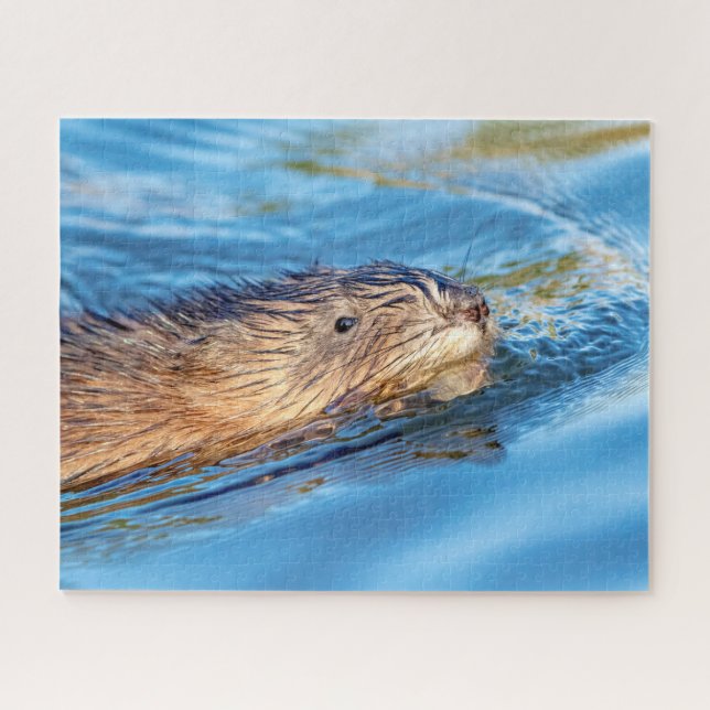 Muskrat in Vassar Farms Ökologische Reserve Puzzle (Horizontal)