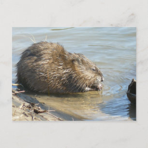 Muskrat Postcard. Postkarte