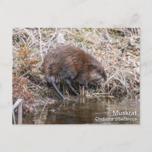 Muskrat Postkarte