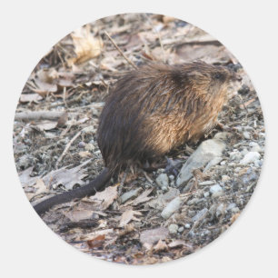 Muskrat Runder Aufkleber