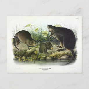 Muskrat von Audubons Quadrupeds aus Nordamerika Postkarte