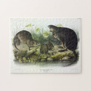 Muskrat von Audubons Quadrupeds aus Nordamerika Puzzle