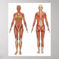Muskuläre Anatomie an der Front und hinten