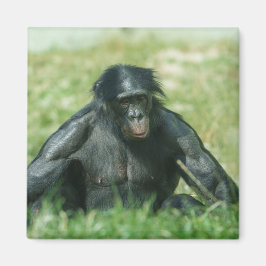 Muskuläre Bonobo im Gras Magnet