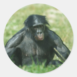 Muskuläre Bonobo im Gras Runder Aufkleber