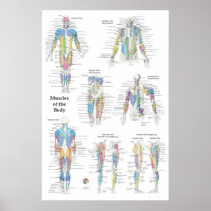 Muskulatur Anatomie Posterior Anterior Poster