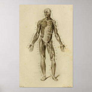 Muskulatur Anatomie Vintage-Druck Poster