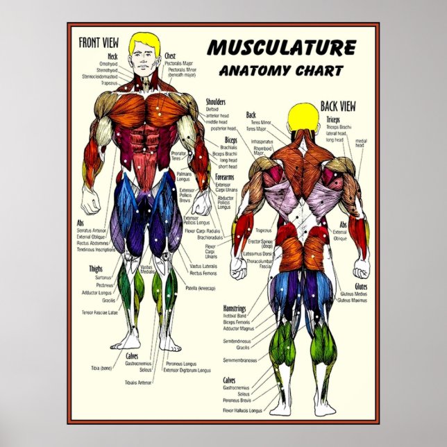 MUSKULATUR Gebäude Anatomie Diagramm drucken Poster (Vorne)