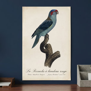 Muskuslorikit, Trichoglossus concinnus Poster