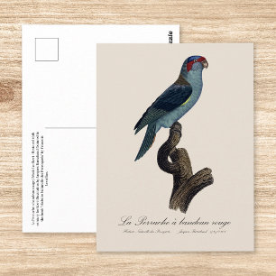 Muskuslorikit, Trichoglossus concinnus Postkarte