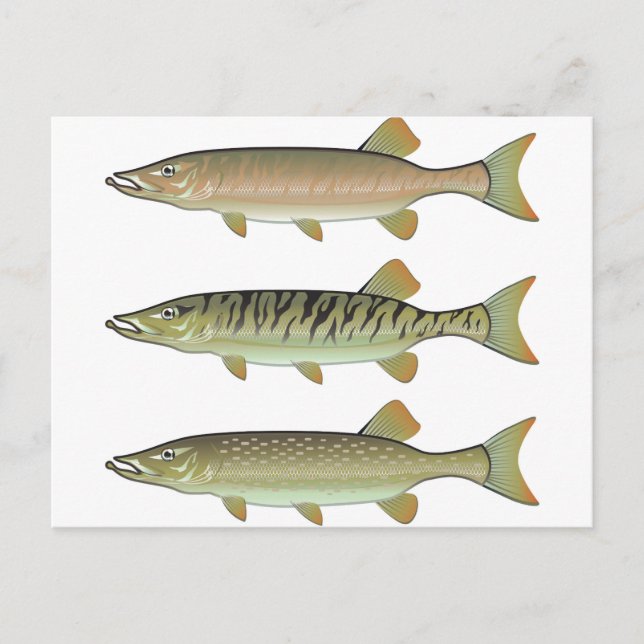Musky Tiger muskeln und Northern Pike Vektor Postkarte (Vorderseite)