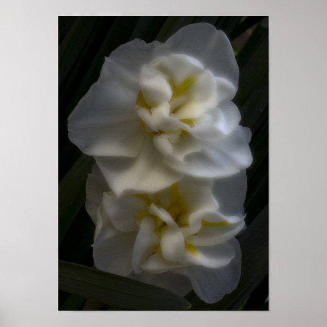 Muss ein Dream Narcissus Daffodils sein Poster (Vorne)