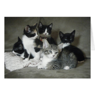 Muss Liebe Kätzchen