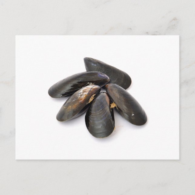 Mussel Postkarte (Vorderseite)