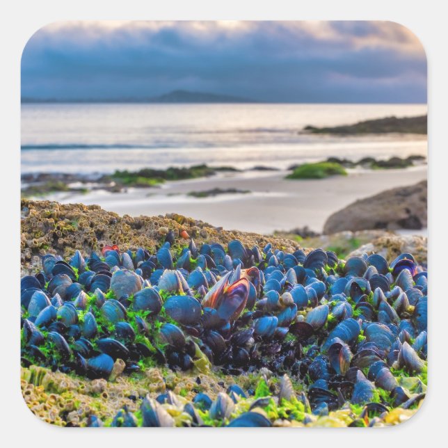 Mussels Quadratischer Aufkleber (Vorderseite)