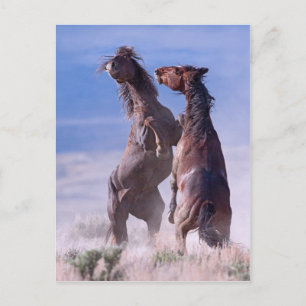 Mustang Fight 2 Postkarte