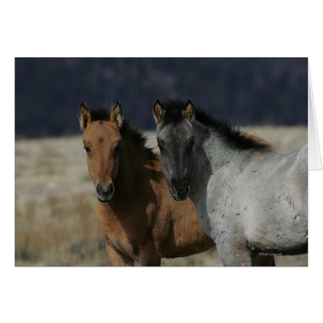 Mustang Foal Headshot (Vorderseite (Horizontal))
