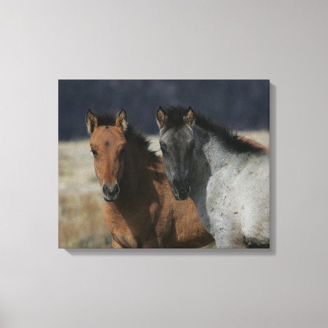 Mustang Foal Headshot Leinwanddruck (Vorderseite)