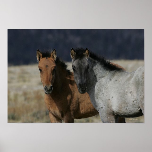Mustang Foal Headshot Poster (Vorne)