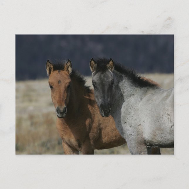 Mustang Foal Headshot Postkarte (Vorderseite)