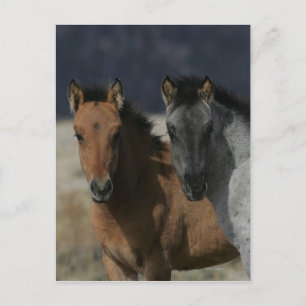 Mustang Foal Headshot Postkarte