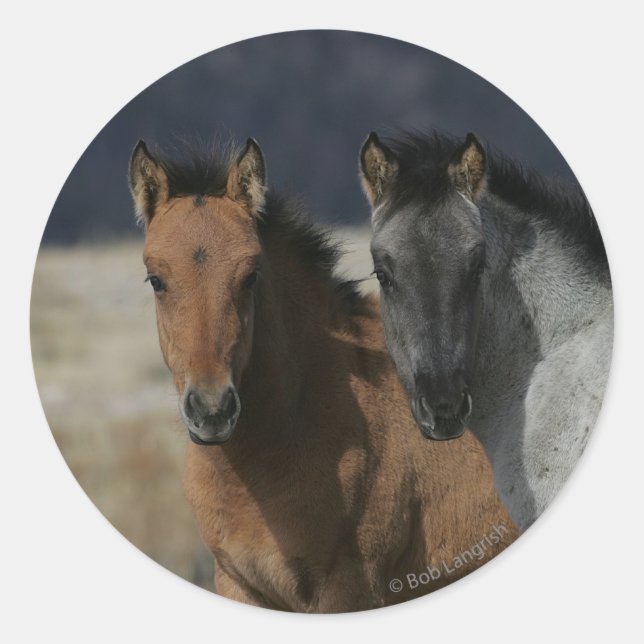 Mustang Foal Headshot Runder Aufkleber (Vorderseite)