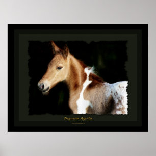Mustang Foal Print Poster