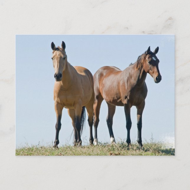 Mustang Horse Pair Postcard Postkarte (Vorderseite)