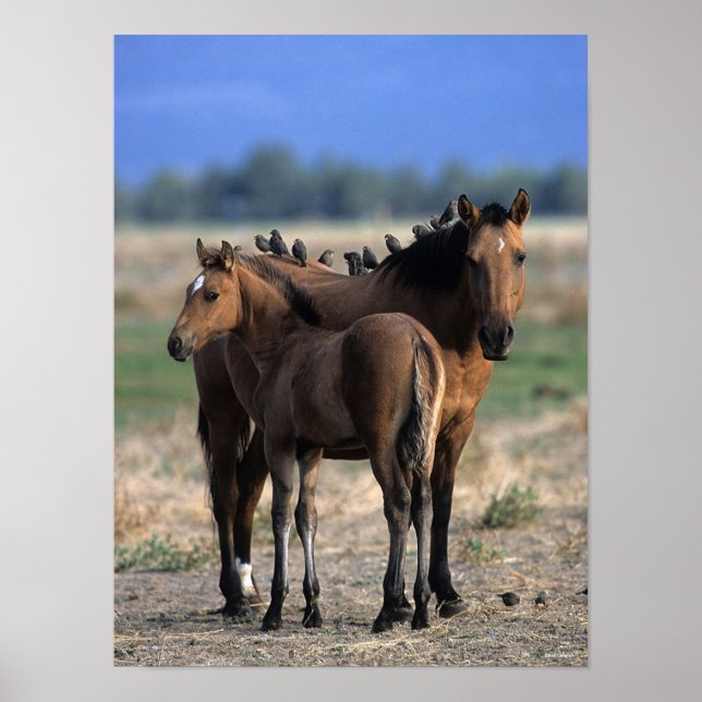 Mustang Mare und Foal Stehend mit Vögeln Poster (Vorne)