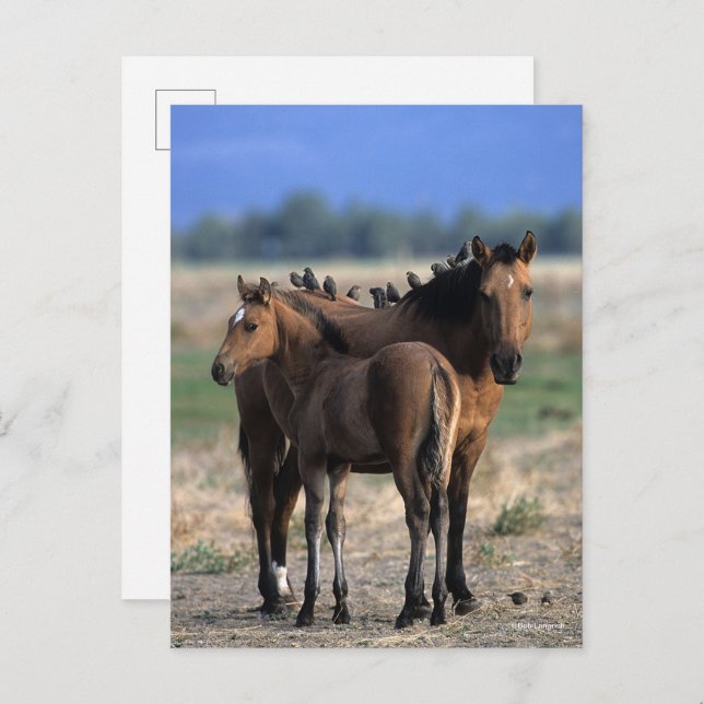 Mustang Mare und Foal Stehend mit Vögeln Postkarte (Vorne/Hinten)