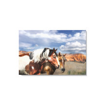 Mustang Pferde in der Wildnis, Stallion und seine