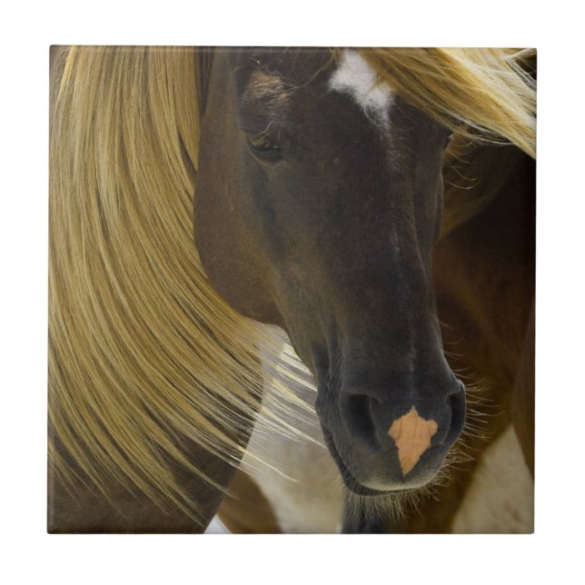 Mustang-PferdeFoto Trivet Fliese (Vorderseite)