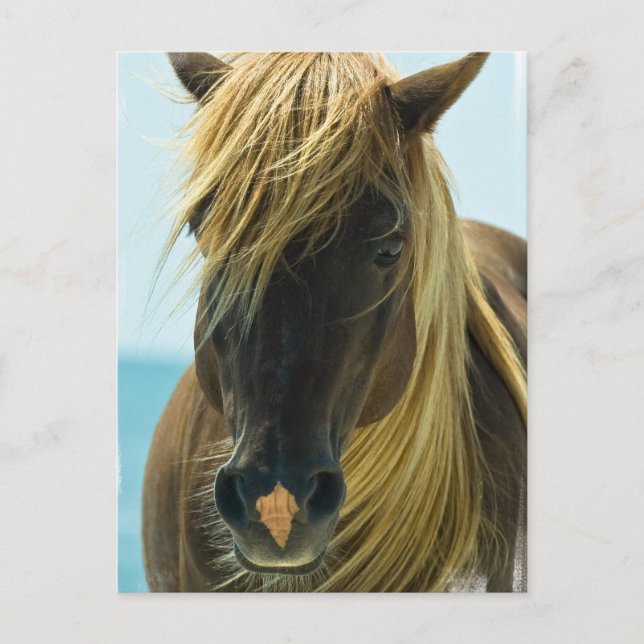 Mustang Postcard Postkarte (Vorderseite)