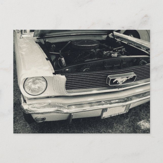 Mustang Postkarte (Vorderseite)