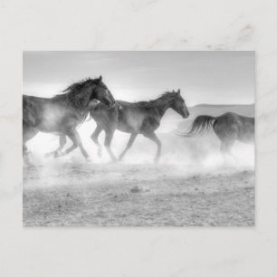 Mustang Run Postkarte
