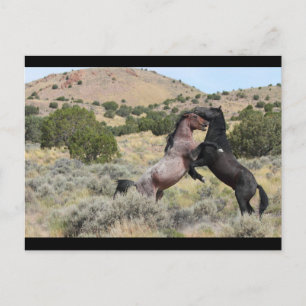 Mustang Waltz Postkarte