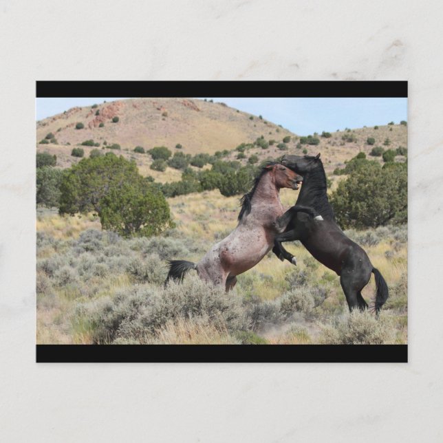 Mustang Waltz Postkarte (Vorderseite)