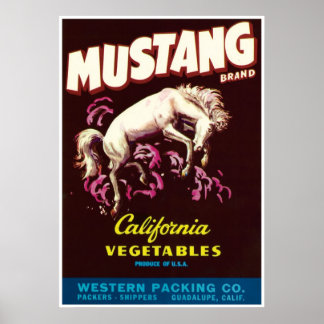 Mustang Wild Horse Guadalupe Poster