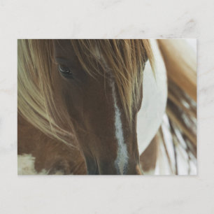 Mustang Wild Horse Postcard Postkarte