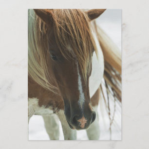 Mustang-wildes Pferdeeinladung Einladung